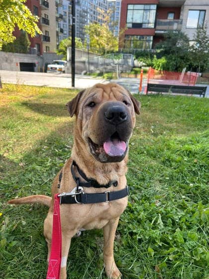 Pilou - Mixed Breed available for adoption
