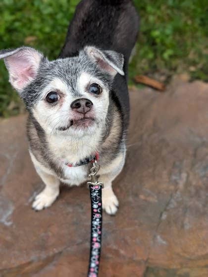 Scooby - Mixed Breed available for adoption at Montreal SPCA in Montreal