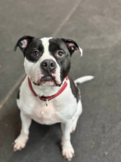 Lucky - Mixed Breed available for adoption