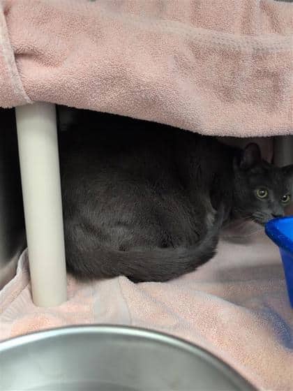 Azote - Domestic Shorthair cat available for adoption at Montreal SPCA in Montreal