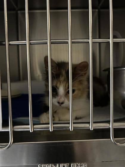Florence - Domestic Shorthair cat available for adoption at Montreal SPCA in Montreal