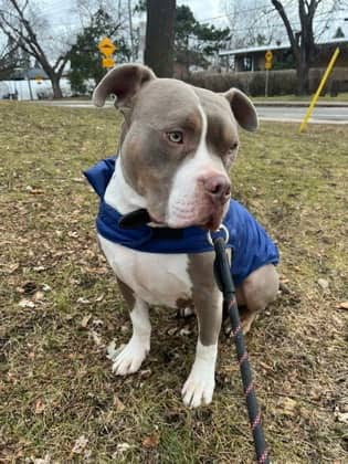 Tank - Mixed Breed available for adoption in Quebec