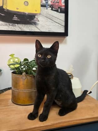 Angela - Domestic Shorthair available for adoption
