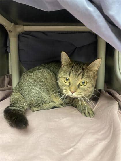 Vienne - Domestic Shorthair cat available for adoption at Montreal SPCA in Montreal