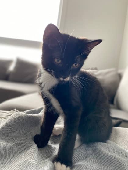 Atlas (Collier blanc) - Domestic Medium Hair available for adoption