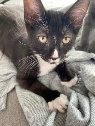 Zest (collier Jaune) - Domestic Medium Hair available for adoption