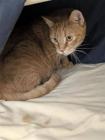 Gato - Domestic Shorthair available for adoption