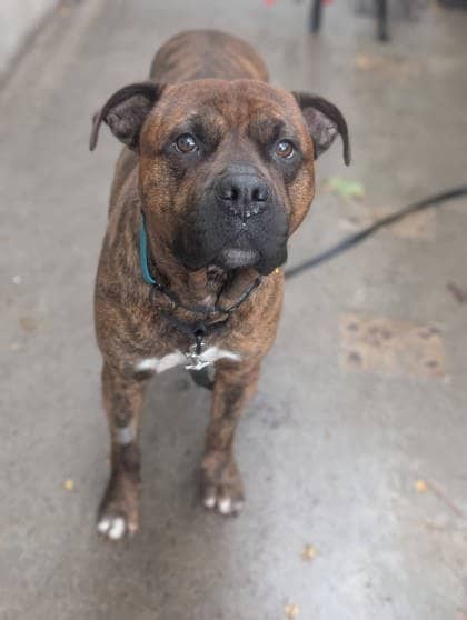Monsieur Du Moule - Mixed Breed available for adoption at Montreal SPCA in Montreal
