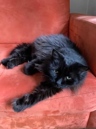 Lydia - Domestic Shorthair available for adoption