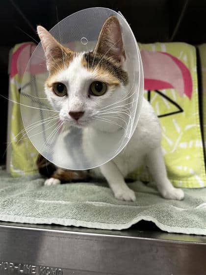 Fripouille - Domestic Shorthair cat available for adoption at Montreal SPCA in Montreal