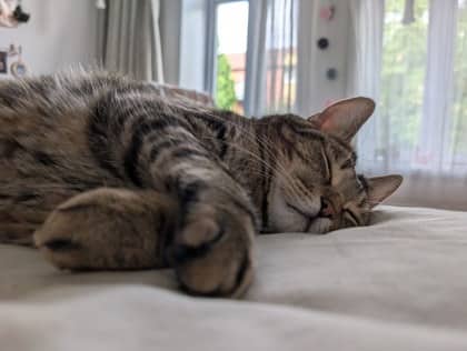 Zenny - Domestic Shorthair available for adoption