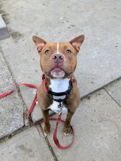 Loula - Mixed Breed available for adoption at Montreal SPCA in Montreal