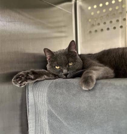 Aoki - Domestic Shorthair cat available for adoption in Quebec