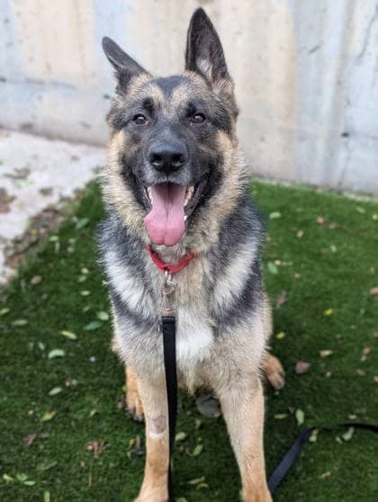 Cap - Mixed Breed available for adoption