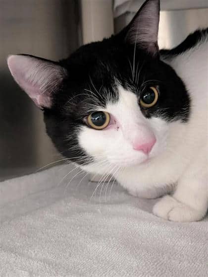 Mino - Domestic Shorthair available for adoption