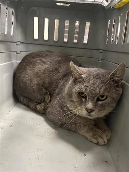 Felix - Domestic Medium Hair cat available for adoption at Montreal SPCA in Montreal