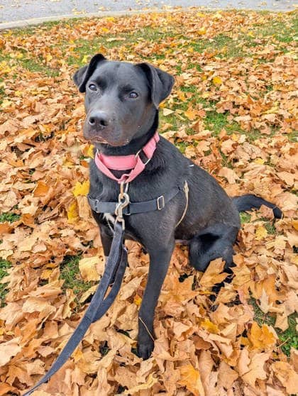 Aicha - Mixed Breed available for adoption at Montreal SPCA in Montreal