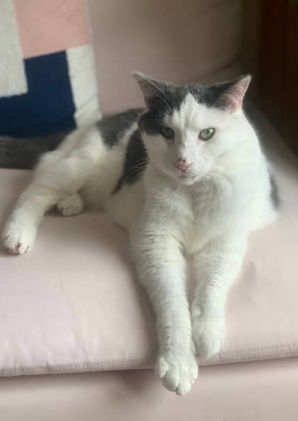 Boji (Gaston/Chaton) - Domestic Shorthair available for adoption
