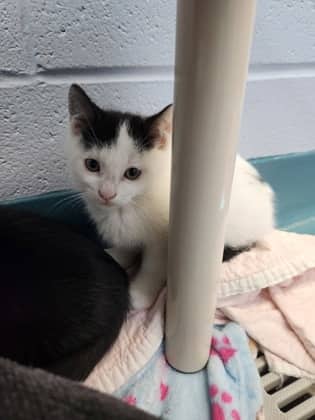 Rune - Domestic Shorthair/Mix cat available for adoption at Humane Society of Kitchener Waterloo & Stratford Perth in Kitchener