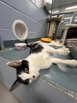 Lilia - Domestic Shorthair/Mix available for adoption