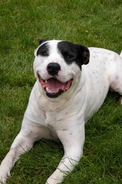 Rosco - Mixed Breed available for adoption