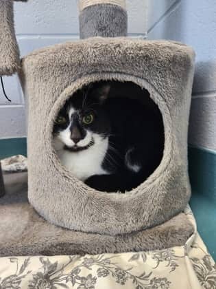 Marvel - Domestic Shorthair/Mix available for adoption