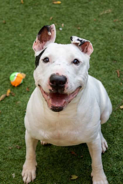 Jack - Mixed Breed available for adoption