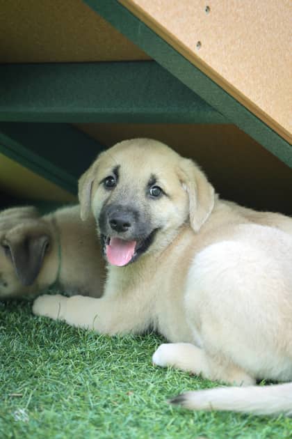 Lady - Mixed Breed available for adoption