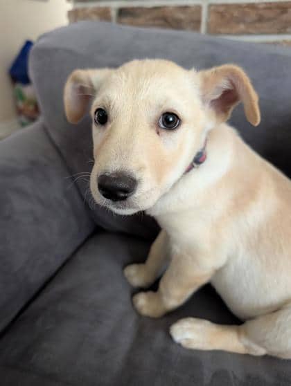 Whiteout - Mixed Breed available for adoption