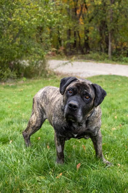 Boris - Mixed Breed available for adoption at Humane Society of Kitchener Waterloo & Stratford Perth in Kitchener
