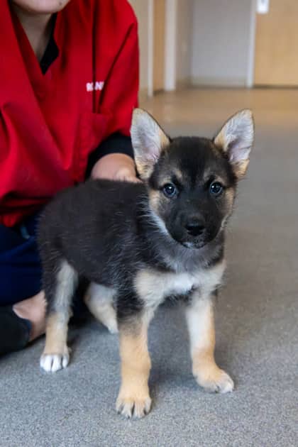 Snirt - Mixed Breed available for adoption