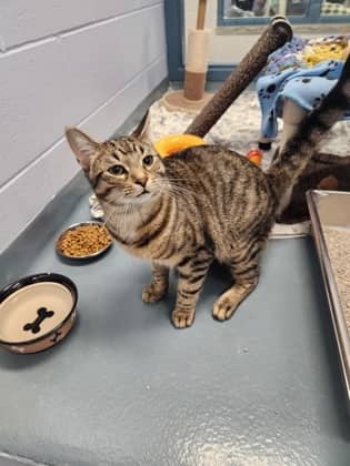 Pippin - Domestic Shorthair/Mix available for adoption