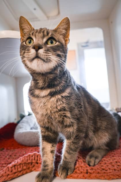 Lionel - Domestic Shorthair/Mix available for adoption