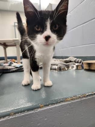 Rorschach - Domestic Shorthair/Mix cat available for adoption at Humane Society of Kitchener Waterloo & Stratford Perth in Kitchener