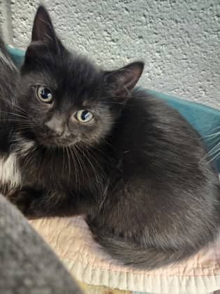 Clover - Domestic Shorthair/Mix cat available for adoption at Humane Society of Kitchener Waterloo & Stratford Perth in Kitchener