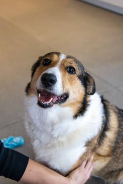 Lassie - Mixed Breed available for adoption at Humane Society of Kitchener Waterloo & Stratford Perth in Kitchener