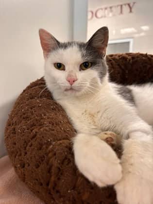 Cider - Domestic Shorthair/Mix cat available for adoption at Humane Society of Kitchener Waterloo & Stratford Perth in Kitchener