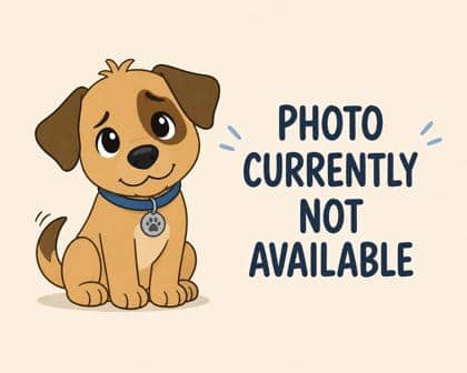 Ariel - Mixed Breed available for adoption at Humane Society of Kitchener Waterloo & Stratford Perth in Kitchener