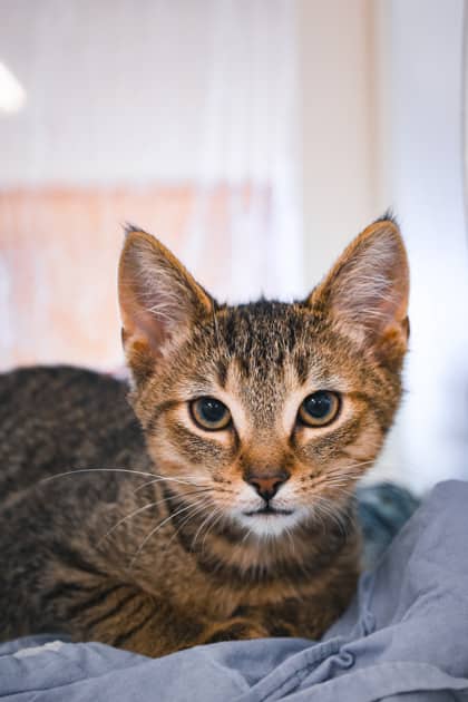 Sunny (Bonded with Splash) - Domestic Shorthair/Mix available for adoption