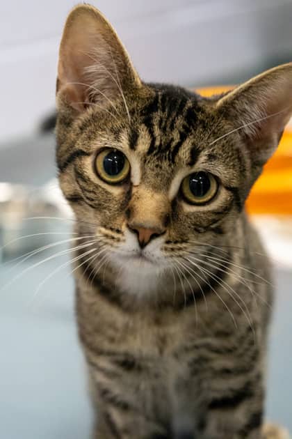 Juice Box - Domestic Shorthair/Mix cat available for adoption at Humane Society of Kitchener Waterloo & Stratford Perth in Kitchener