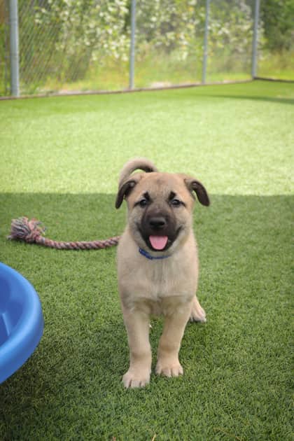 Sabrina - Mixed Breed available for adoption