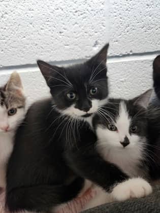 Pumpkin Face - Domestic Shorthair/Mix cat available for adoption at Humane Society of Kitchener Waterloo & Stratford Perth in Kitchener