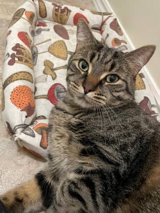 Nottingham - Domestic Shorthair/Mix available for adoption