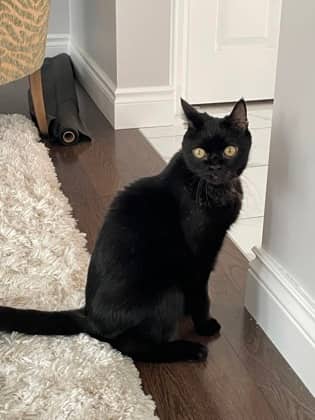 Darryl - Domestic Shorthair/Mix available for adoption