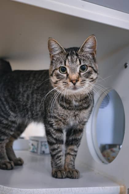 Kahan - Domestic Shorthair/Mix cat available for adoption at Humane Society of Kitchener Waterloo & Stratford Perth in Kitchener