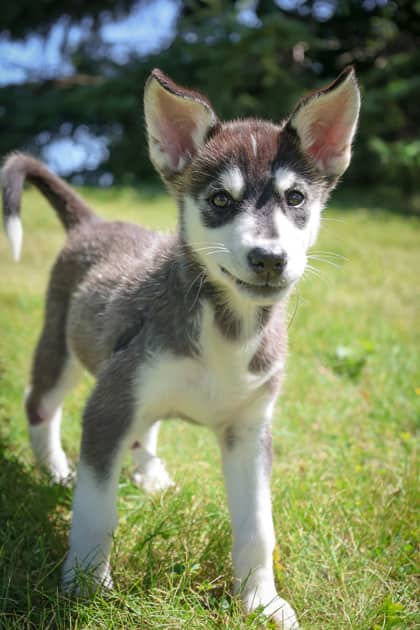 April - Mixed Breed available for adoption at Humane Society of Kitchener Waterloo & Stratford Perth in Kitchener