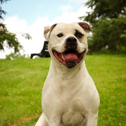 Cooper - Mixed Breed available for adoption