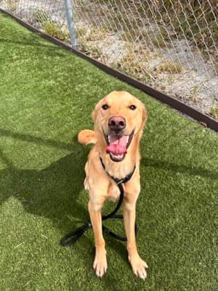 Winston - Mixed Breed available for adoption at Humane Society of Kitchener Waterloo & Stratford Perth in Kitchener