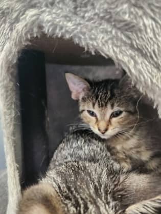 Violet - Domestic Shorthair/Mix available for adoption