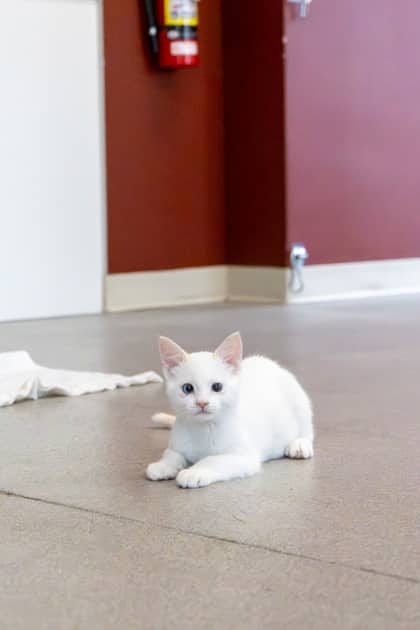 Ozzy - Domestic Shorthair/Mix available for adoption